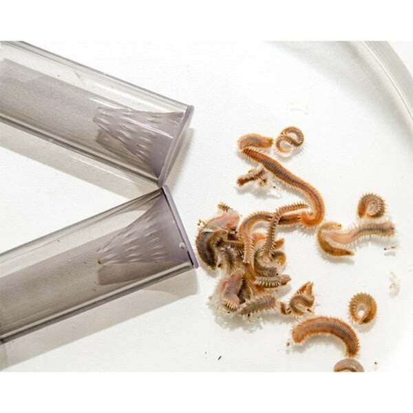 Bild 4 von Dupla Marin Worm X