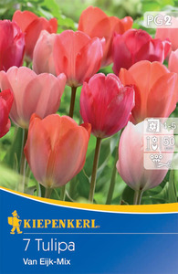 Kiepenkerl Blumenzwiebel Darwin-Hybrid-Tulpe Van Eijk Mischung, 7 Stück