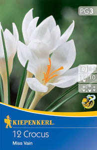 Kiepenkerl Blumenzwiebel Botanischer Krokus Miss Vain