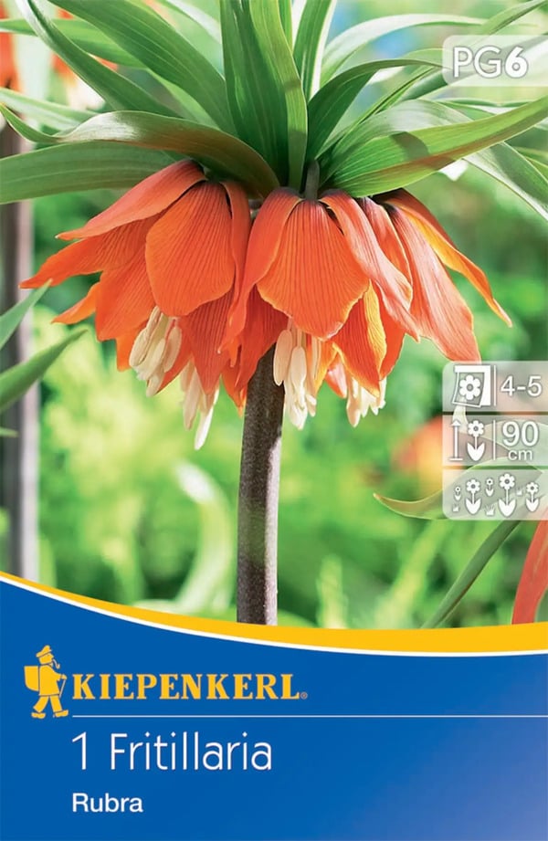 Bild 1 von Kiepenkerl Blumenzwiebel Kaiserkrone Rubra