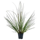 Bild 2 von GARDENLINE XXL-Pampasgras