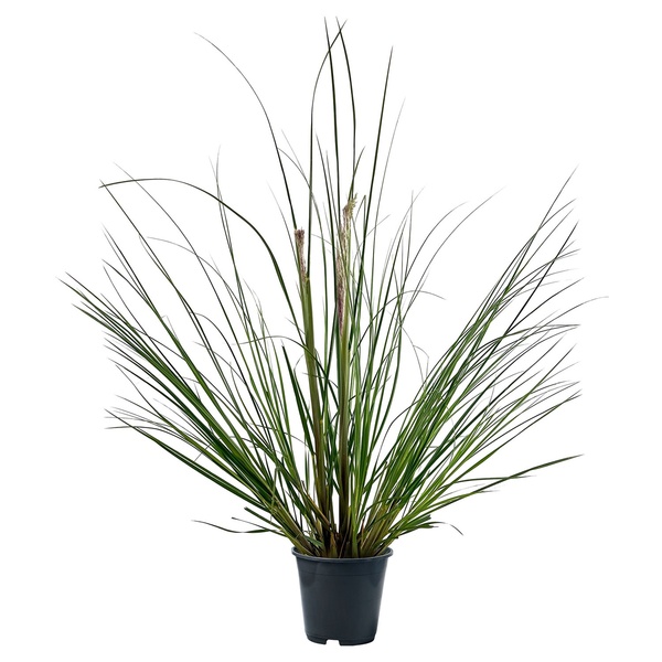 Bild 2 von GARDENLINE XXL-Pampasgras