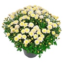 Bild 4 von GARDENLINE Bauernchrysantheme