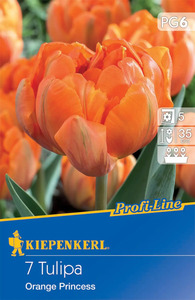 Kiepenkerl Blumenzwiebel Profi-Line Gefüllte späte Tulpe Orange Princess, 7 Stück