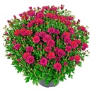 Bild 3 von GARDENLINE Bauernchrysantheme