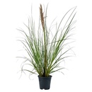 Bild 3 von GARDENLINE XXL-Pampasgras