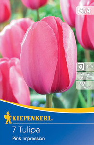 Kiepenkerl Blumenzwiebel Darwin-Hybrid-Tulpe Pink Impression, 7 Stück