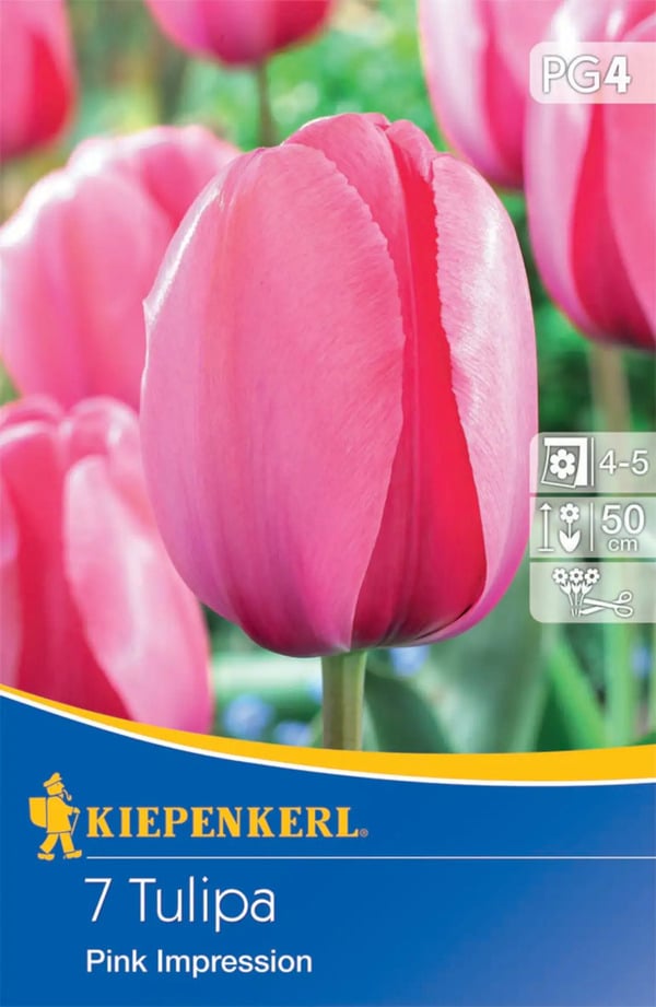 Bild 1 von Kiepenkerl Blumenzwiebel Darwin-Hybrid-Tulpe Pink Impression, 7 Stück