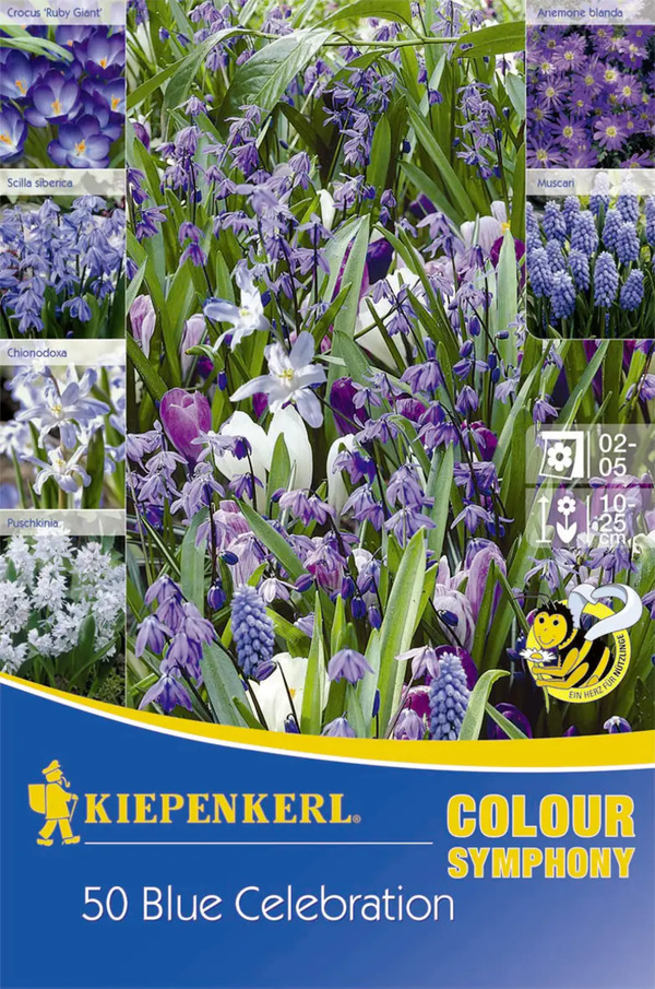 Bild 1 von Kiepenkerl Blumenzwiebel Colour Symphony Blue Celebration