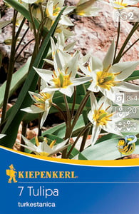 Kiepenkerl Blumenzwiebel Wildtulpe turkestanica, 7 Stück