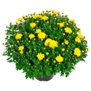 Bild 1 von GARDENLINE Bauernchrysantheme