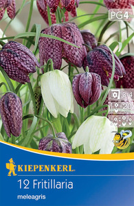 Kiepenkerl Blumenzwiebel Schachbrettblume Mischung