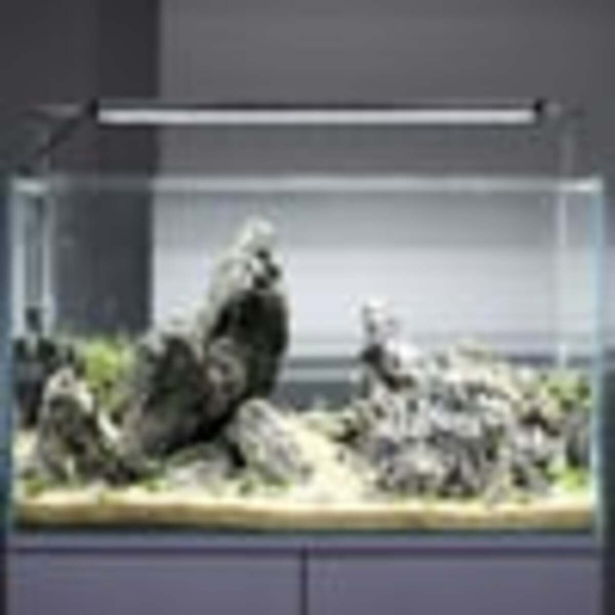 Bild 3 von TWINSTAR LED LIGHT II Adjustable Type CA 450CA