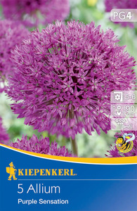 Kiepenkerl Blumenzwiebel Zierlauch Purple Sensation, 5 Stück