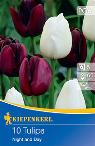 Kiepenkerl Blumenzwiebel Einfache späte Tulpe Night and Day, 10 Stück