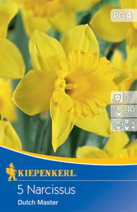 Kiepenkerl Blumenzwiebel Narzisse Dutch Master, 5 Stück