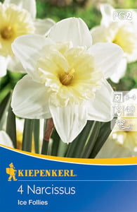 Kiepenkerl Blumenzwiebel Narzisse Ice Follies, 4 Stück