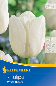 Kiepenkerl Blumenzwiebel Triumph-Tulpe White Dream