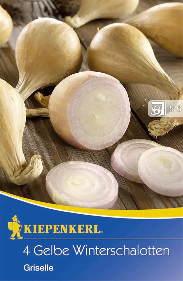 Bild 1 von Kiepenkerl Winterschalotte Griselle Allium cepa var. ascalonicum