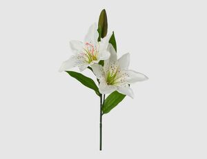 Einzelblume Lilie Weiß