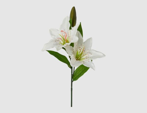 Bild 1 von Einzelblume Lilie Weiß