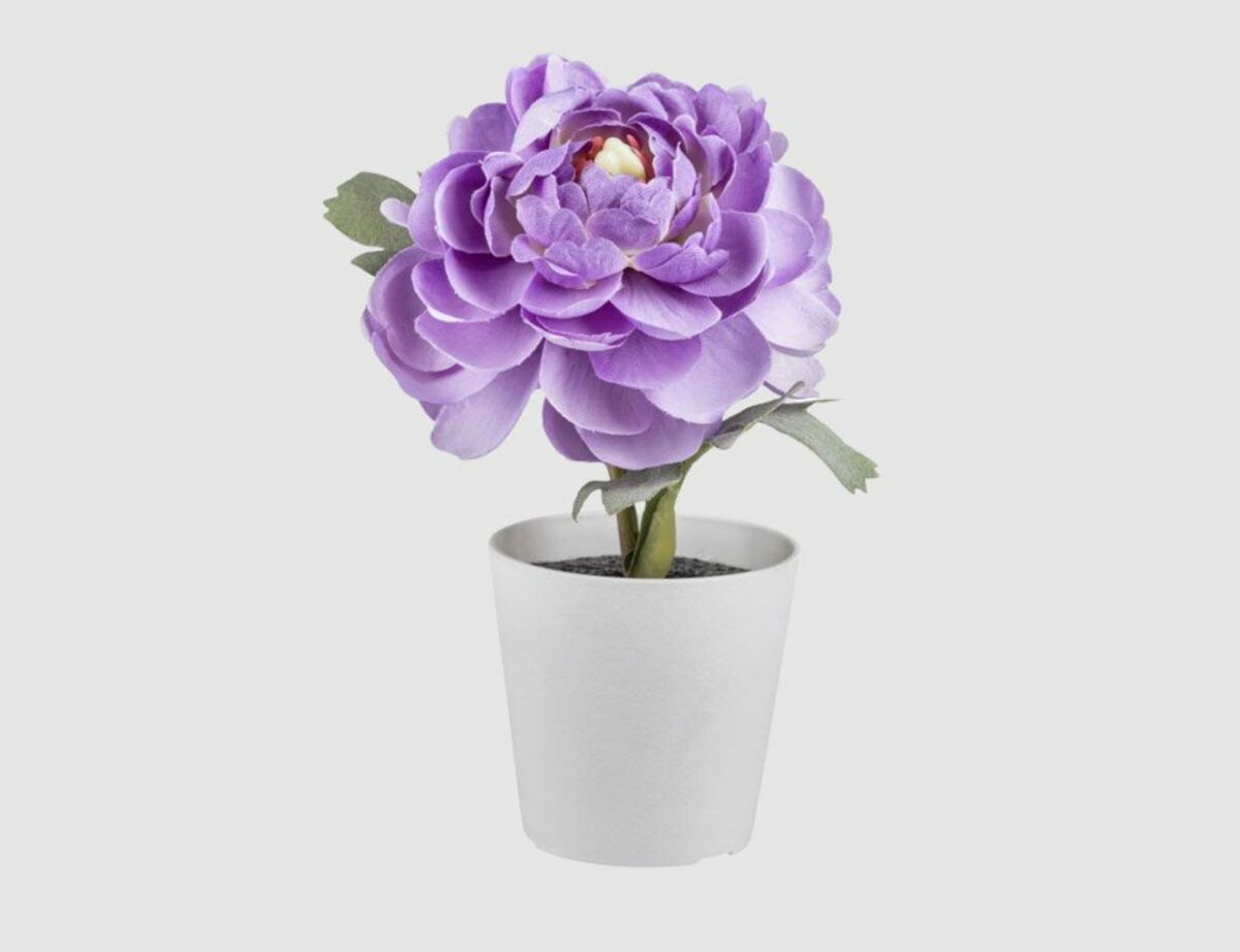 Bild 1 von Ranunkel Lila im weißen Topf