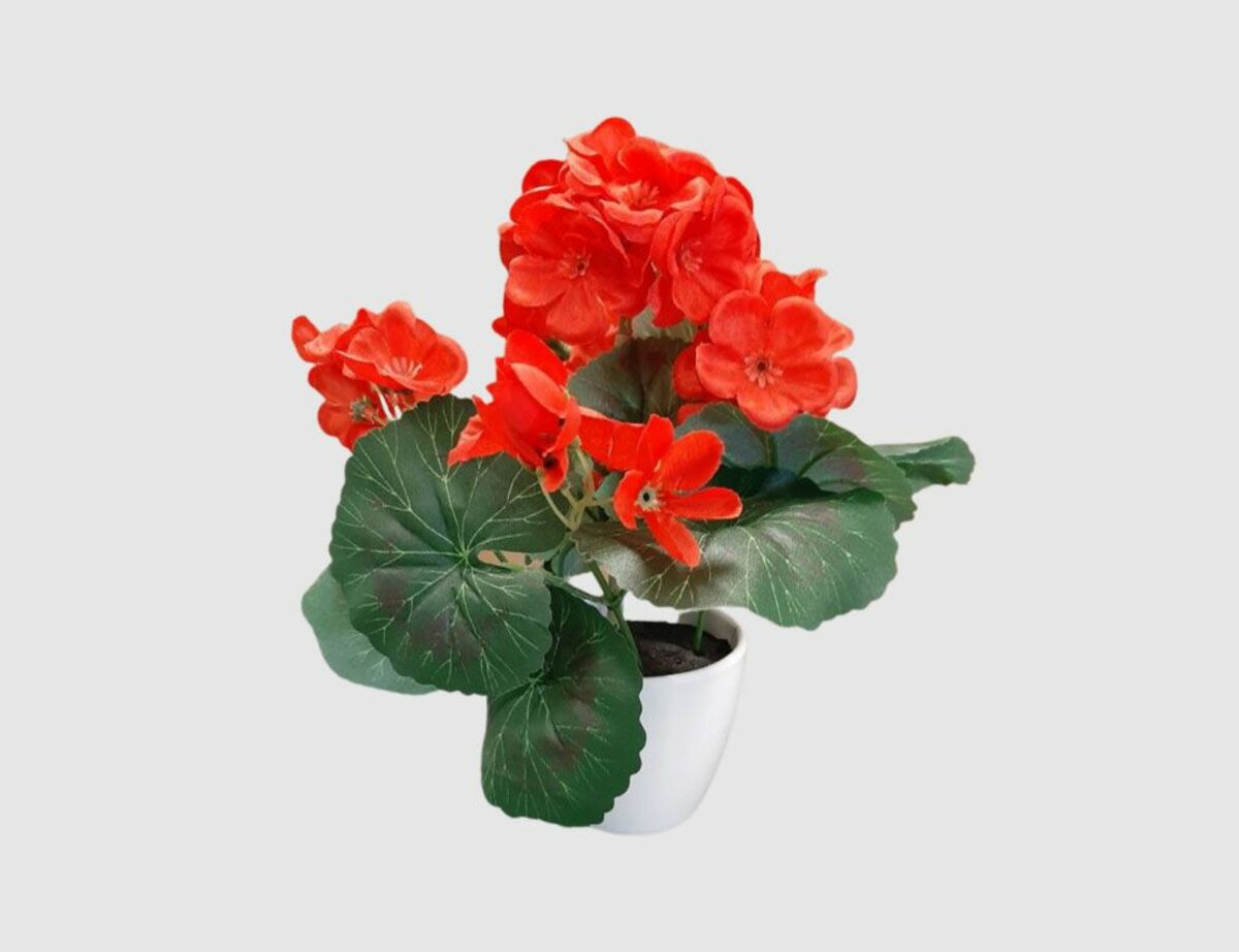 Bild 1 von Geranie Rot im weißen Topf