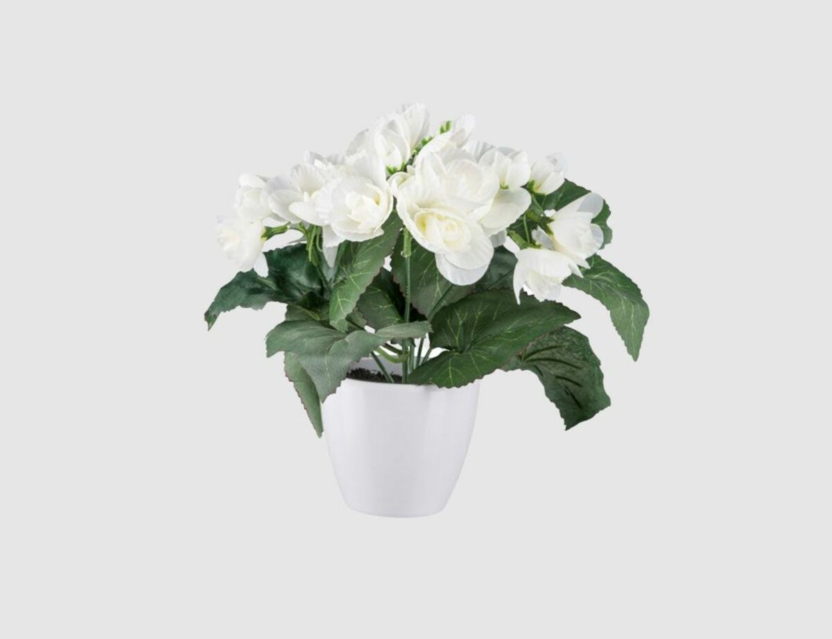 Bild 1 von Begonie Weiß im weißen Topf