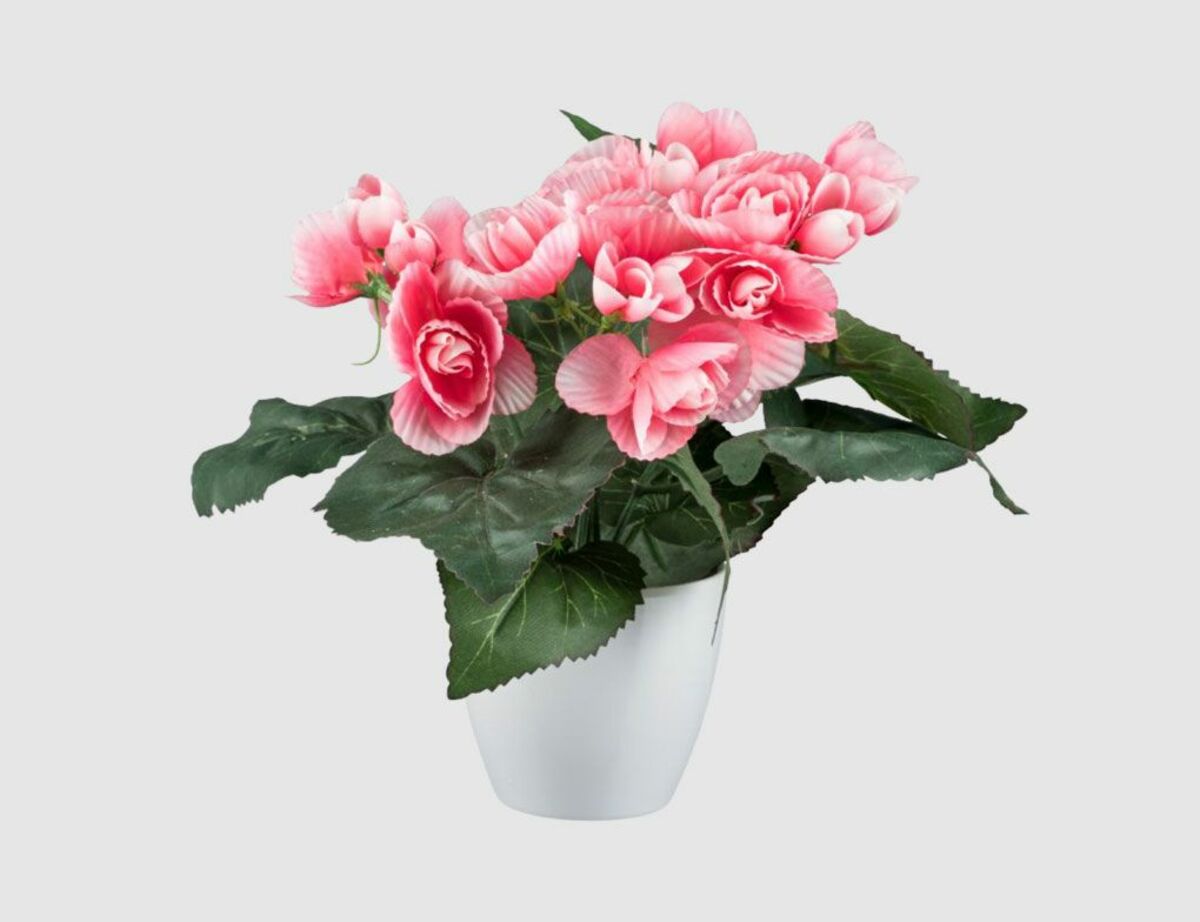 Bild 1 von Begonie Rosa im weißen Topf