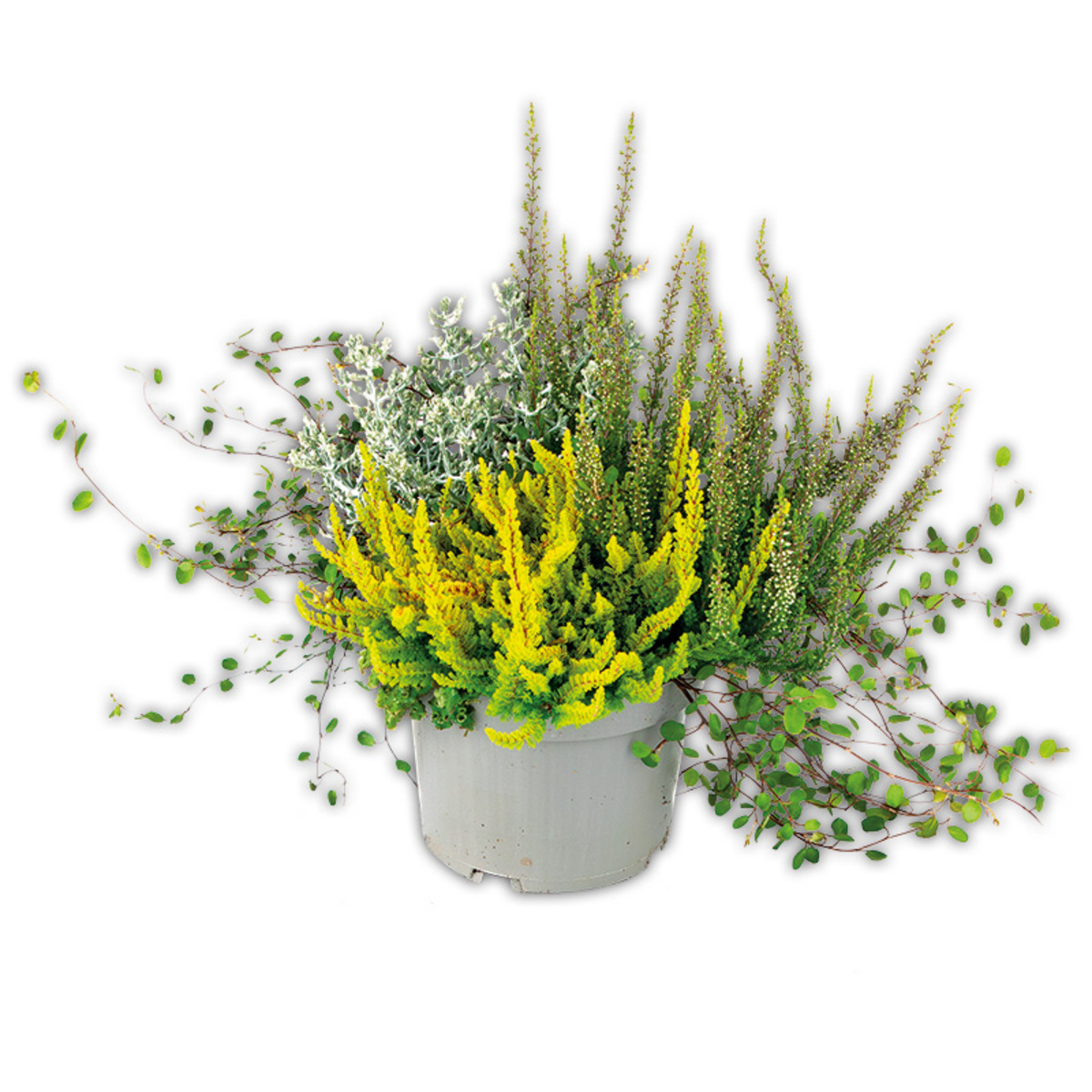 Bild 3 von Herbsttraum Quattros