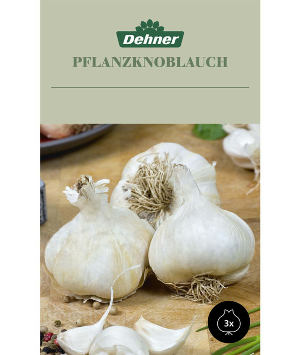 Bild 1 von Dehner Pflanzknoblauch