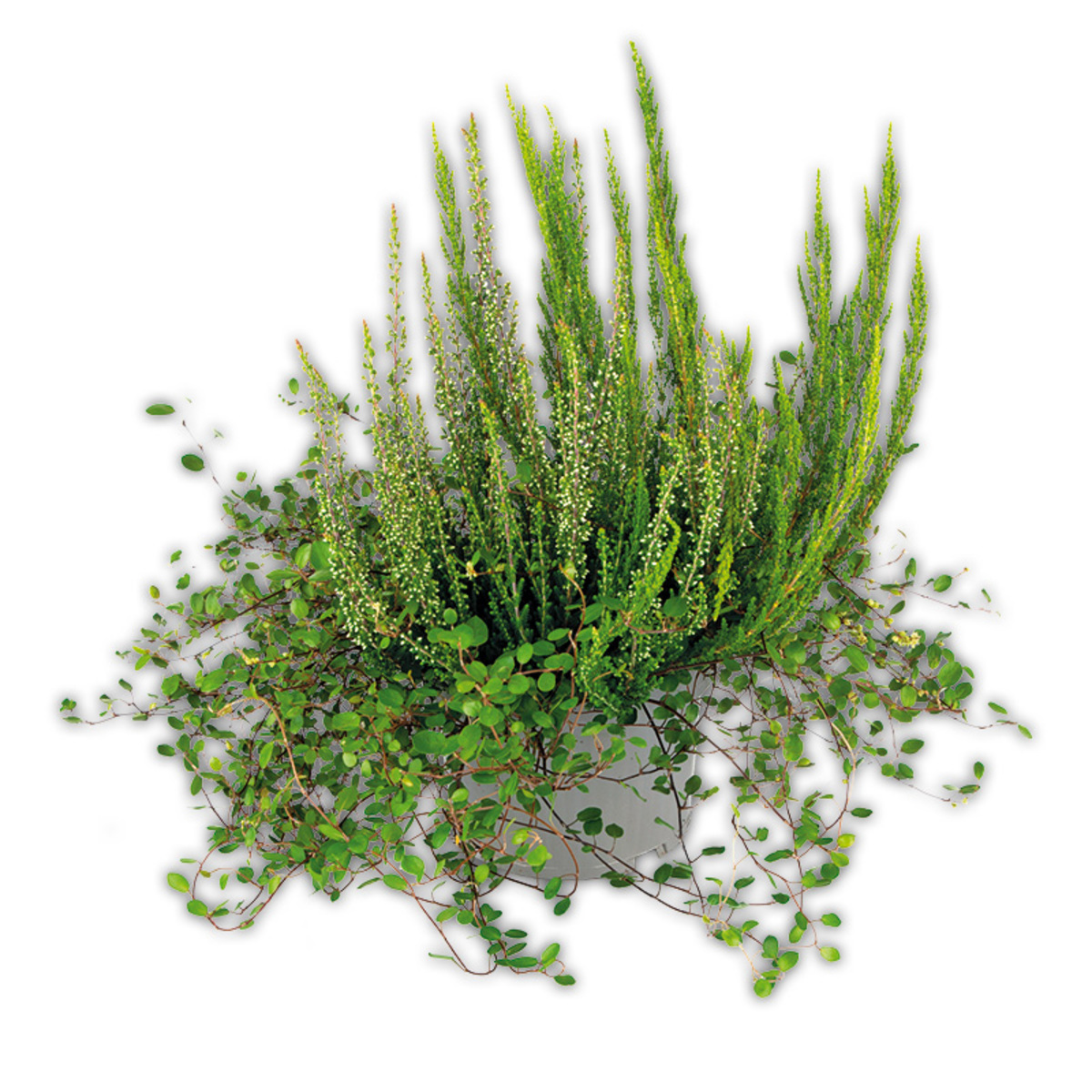 Bild 2 von Herbsttraum Quattros