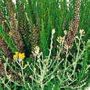 Bild 1 von Herbsttraum Quattros