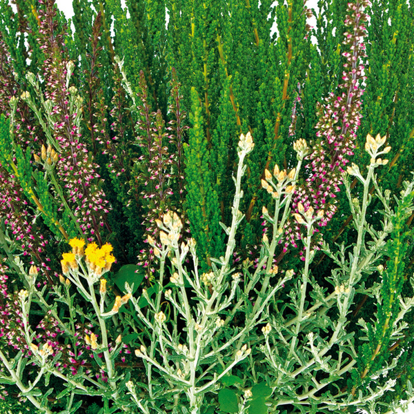 Bild 1 von Herbsttraum Quattros