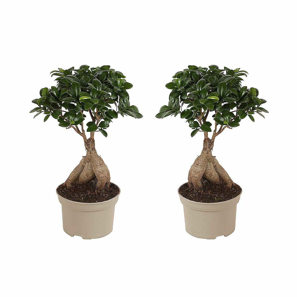 Bild 1 von ROOTZ PLANTS Bonsai Bäume Ficus Ginseng Topfgröße Ø 12cm 2 Pflanzen