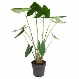 ROOTZ PLANTS XXL-Elefantenohr Alocasia Zebrina Topfgröße Ø 32cm 1 Pflanze