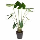 Bild 1 von ROOTZ PLANTS XXL-Elefantenohr Alocasia Zebrina Topfgröße Ø 32cm 1 Pflanze