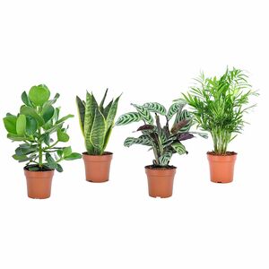 ROOTZ PLANTS Zimmerpflanzen-Mix Topfgröße Ø 12cm 4 Pflanzen