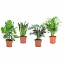 Bild 1 von ROOTZ PLANTS Zimmerpflanzen-Mix Topfgröße Ø 12cm 4 Pflanzen