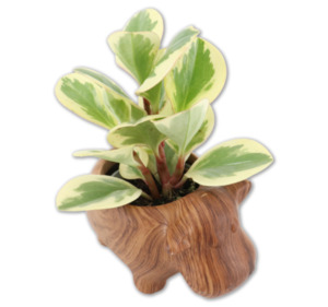 Mini-Grünpflanze*