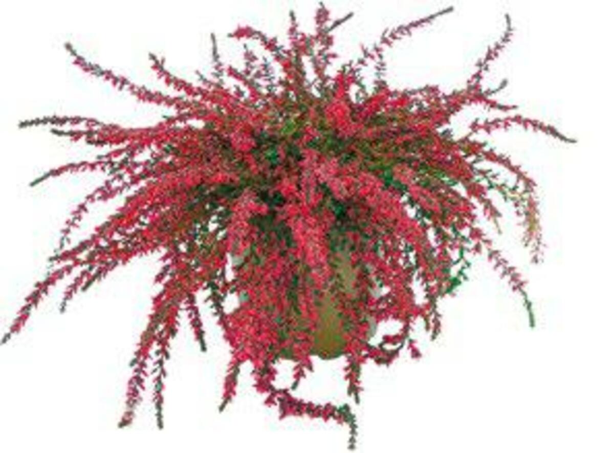 Bild 1 von Calluna „Rasta Girls“, Erica arborea „Albert’s Gold“ oder Erica gracilis