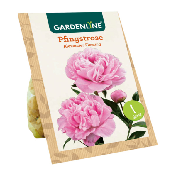 Bild 2 von GARDENLINE Premium-Pfingstrose