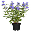 Bild 1 von toom Bartblume blau 13 cm Topf