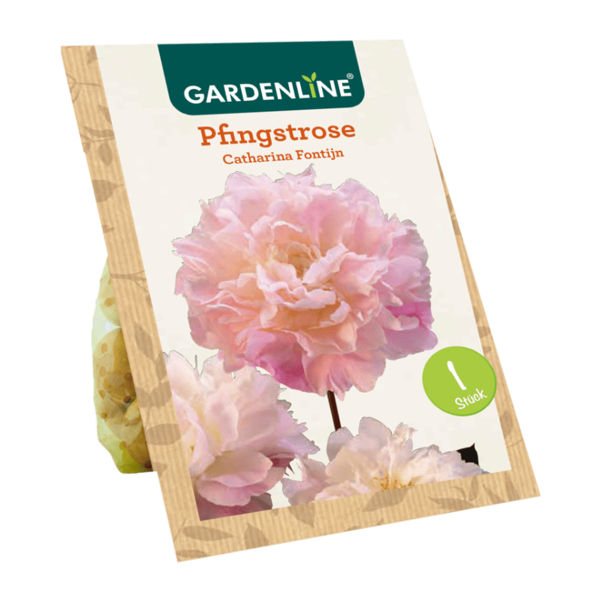 Bild 3 von GARDENLINE Premium-Pfingstrose