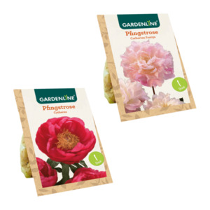 GARDENLINE Premium-Pfingstrose