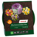 Bild 1 von toom Blumenzwiebel-Mix bunt 77 Zwiebeln inkl. Pflanzkorb