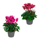 Bild 1 von GARDENLINE Alpenveilchen