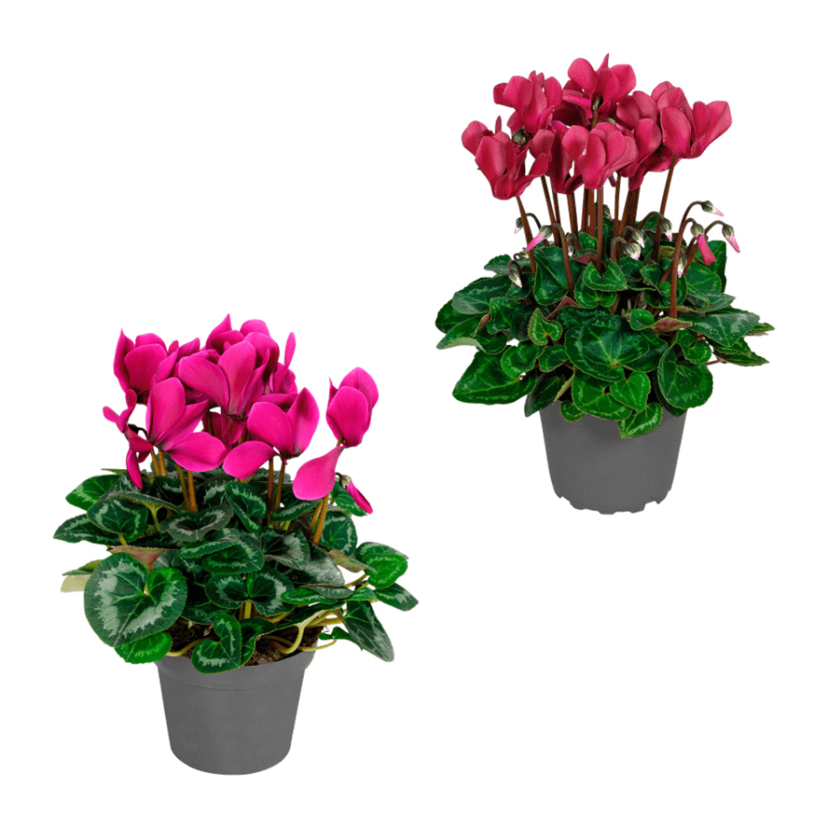 Bild 1 von GARDENLINE Alpenveilchen