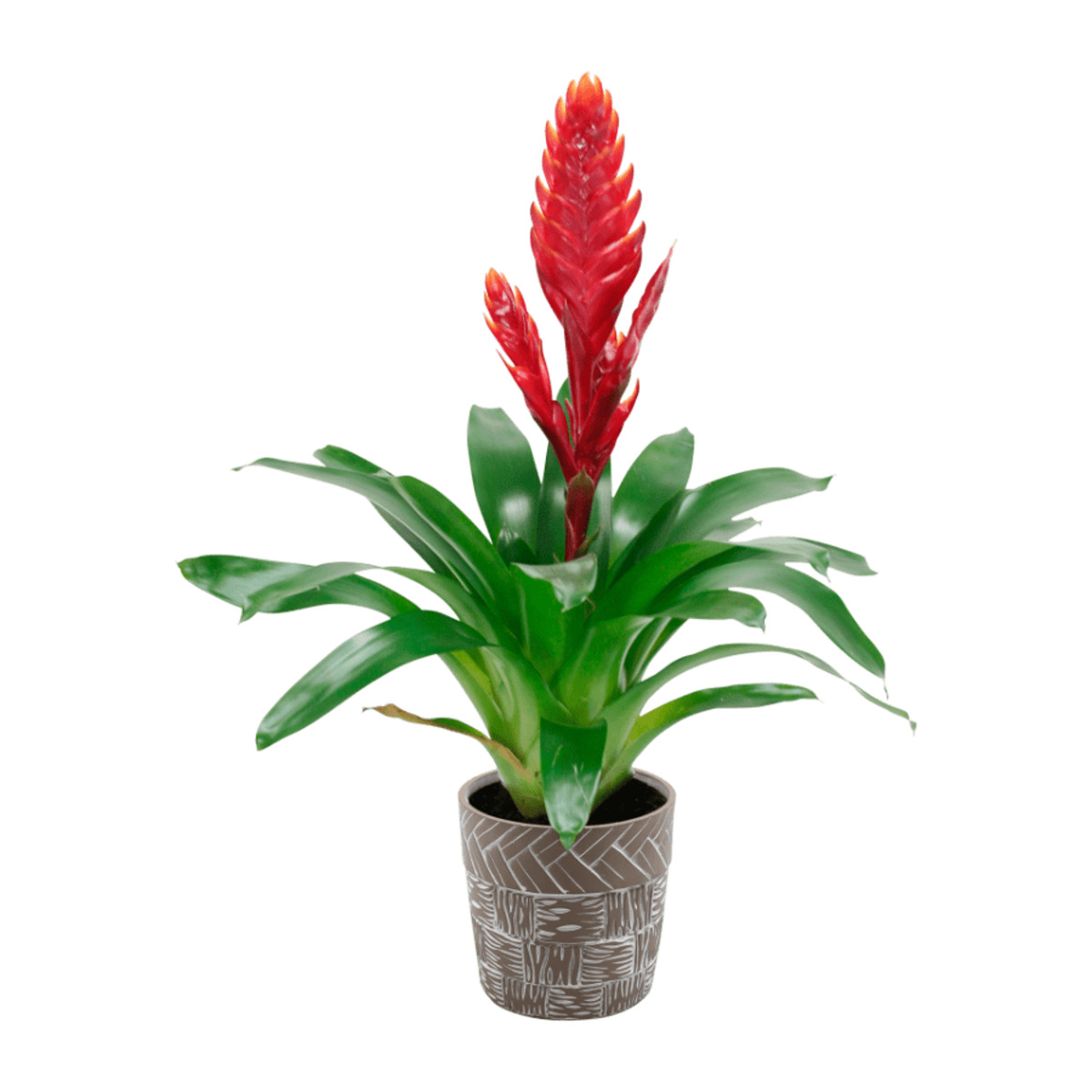 GARDENLINE Pflanze in Trendkeramik von ALDI Nord ansehen!