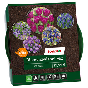 toom Blumenzwiebel-Mix blau 100 Zwiebeln inkl. Pflanzkorb